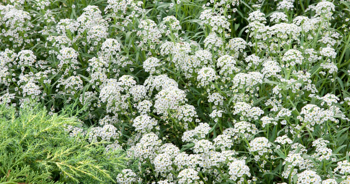 antike blumenksten House Doctor Blumenkasten PHARAO antikes braun