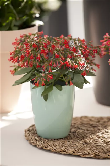 Kalanchoe 'Patio Bells' Pflanze, Pflege & Tipps  Floragard