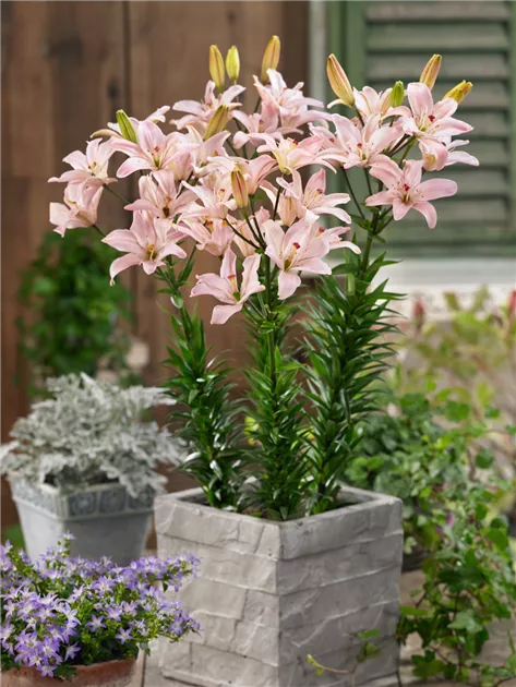 Asiatische Lilie 'Spring Pink' Pflanze, Pflege & Tipps  Floragard