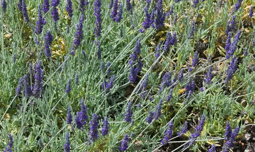 Lavandula x heterophylla 'Goodwin Creek'