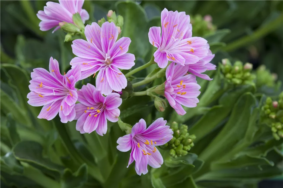 Gewhnliche Bitterwurz Pflanze, Pflege & Tipps  Floragard