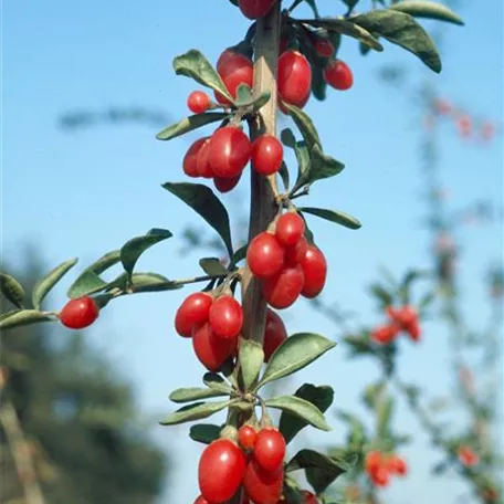 Goji-Beere 'So Sweet'