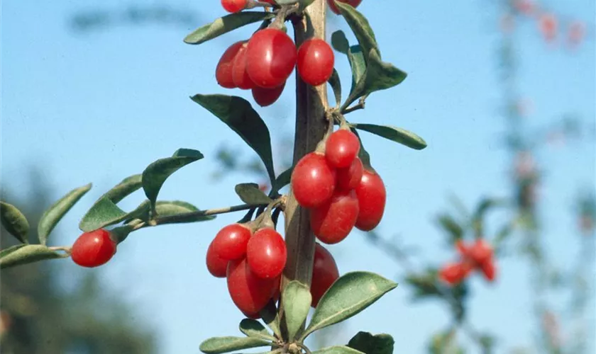 Lycium barbarum 'Instant Success'