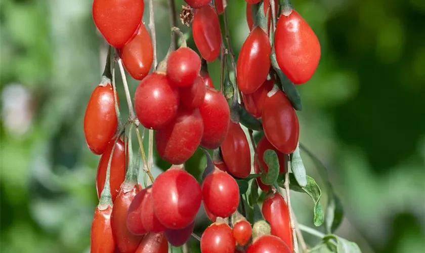 Lycium barbarum 'Turgidus'