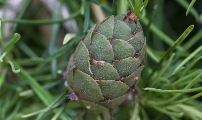 Larix kaempferi