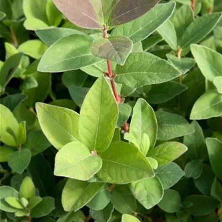 Blaue Heckenkirsche Blaue Heckenkirsche
