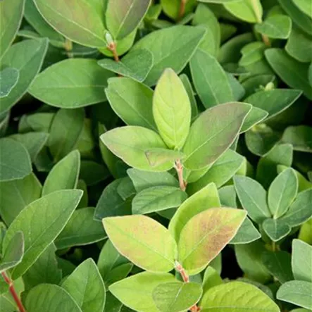 Blaue Heckenkirsche 'Mailon' Blaue Heckenkirsche 'Mailon'