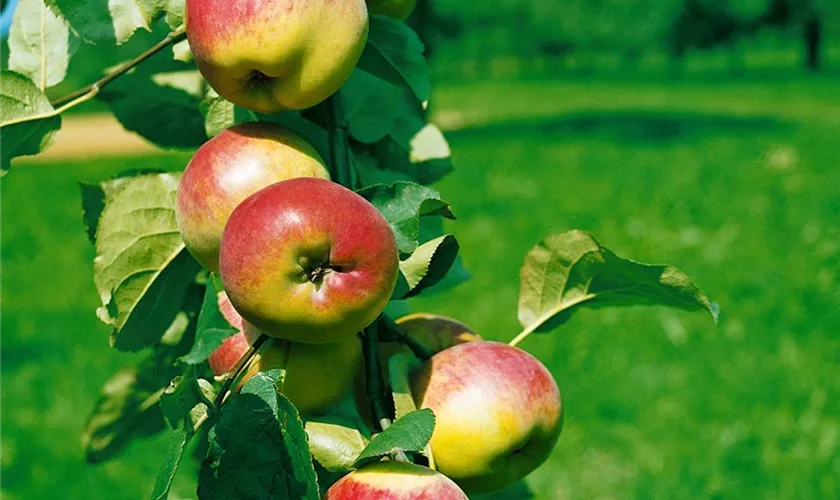 Malus domestica 'Jakob Fischer'