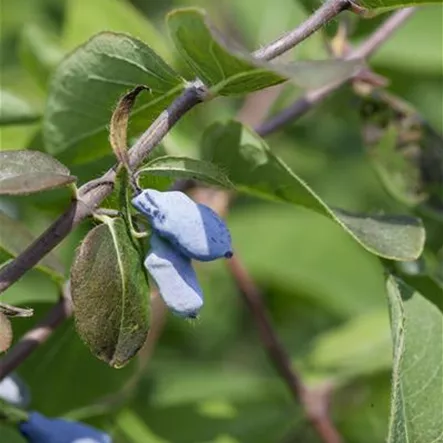Blaue Heckenkirsche 'Duet' Blaue Heckenkirsche 'Duet'
