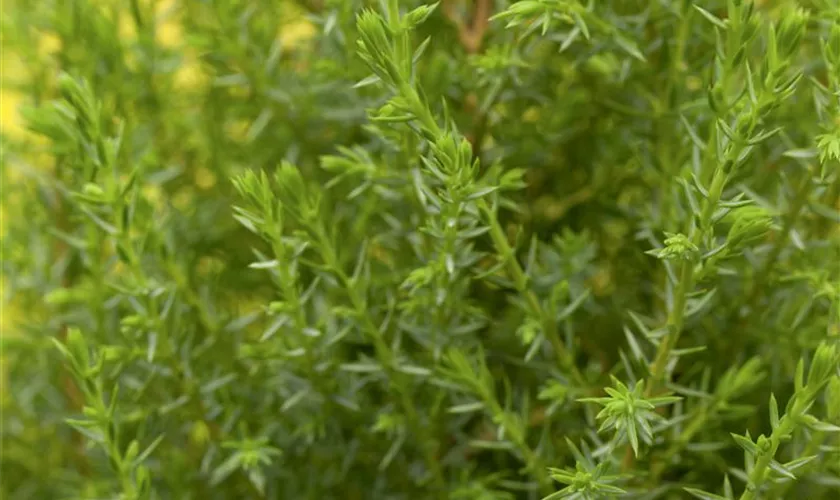 Juniperus communis 'Compressa'