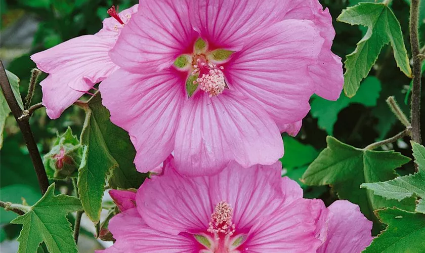 Strauchmalve 'Eyecatcher'