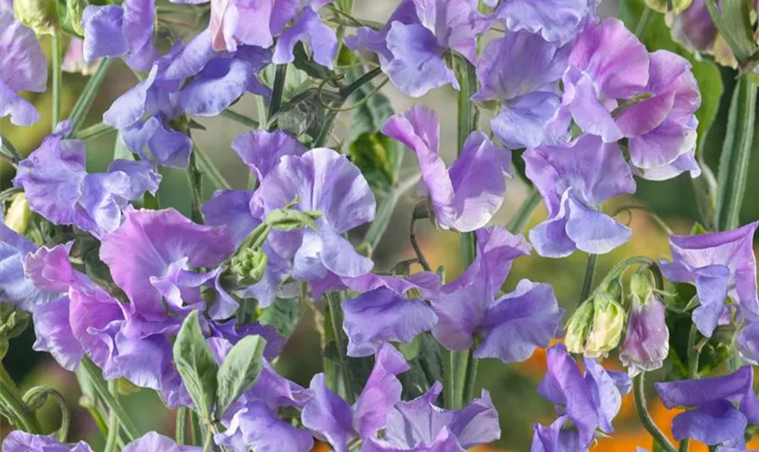 Lathyrus odoratus 'Chatsworth'