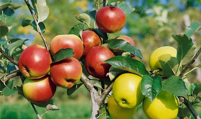 Malus domestica 'Trioapfelbaum'