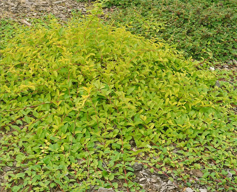 Kriechende Heckenkirsche 'Little Honey' Pflanze, Pflege & Tipps  Floragard