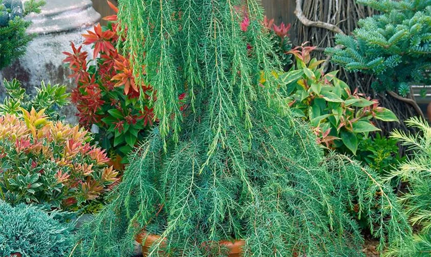 Juniperus communis 'Horstmanns Pendula'