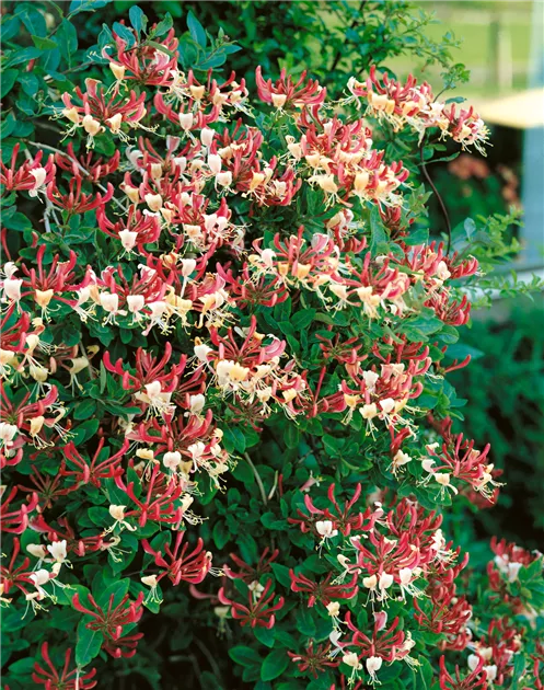 Geischlinge 'American Beauty' Pflanze, Pflege & Tipps  Floragard