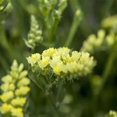 Limonium sinuatum 'Fortress Yellow'