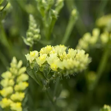 Limonium sinuatum 'Fortress Yellow'