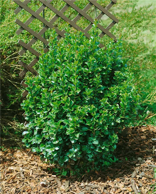 Japanischer Liguster 'Recurvifolium' Pflanze, Pflege & Tipps  Floragard