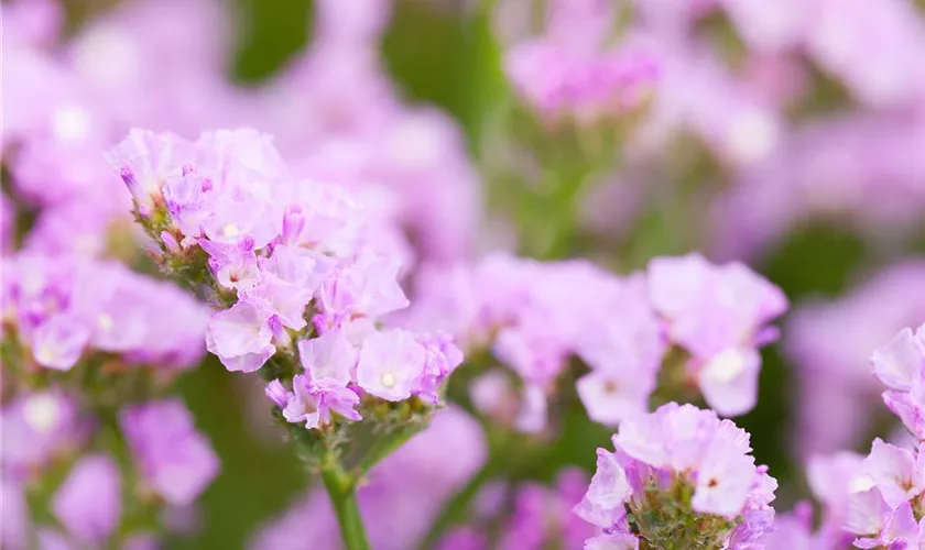 Strandflieder 'Pastel Shades'
