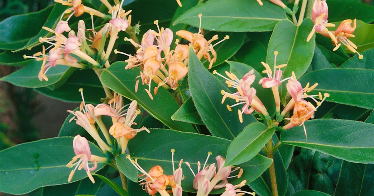 ivy plant California Ivy- Green – Heron's Head Nursery
