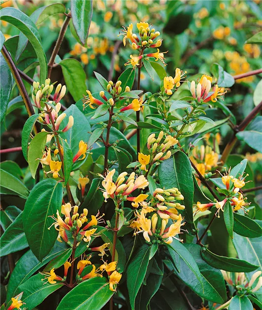 Immergrne Geischlinge Pflanze, Pflege & Tipps  Floragard