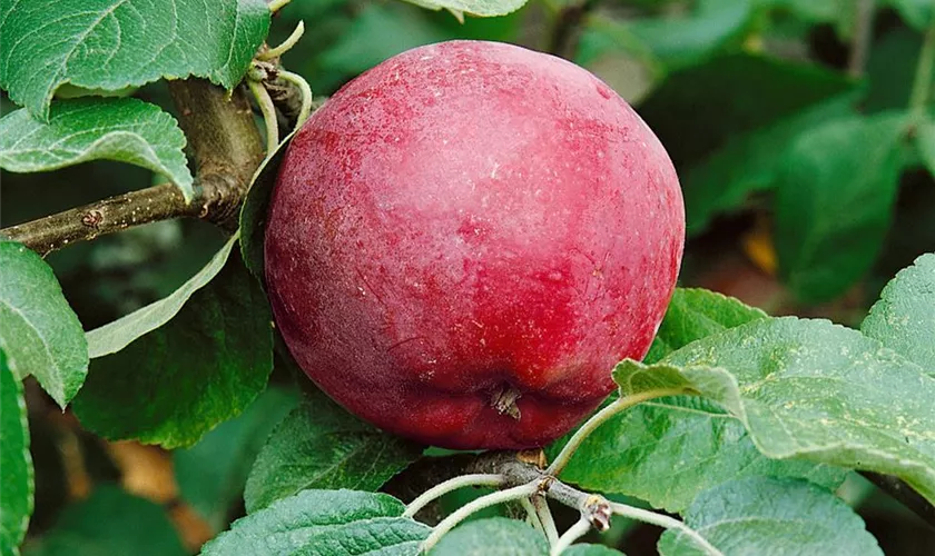 Malus domestica 'Liberty'