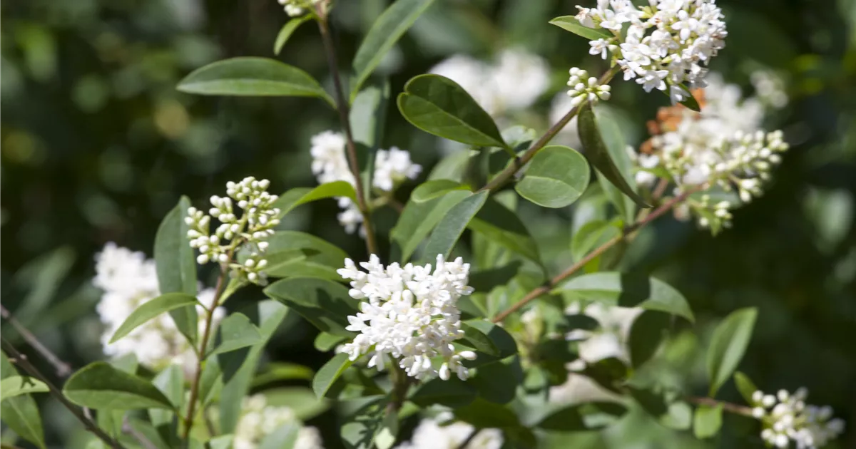 Ligustrum ovalifolium Pflanze, Pflege & Tipps  Floragard