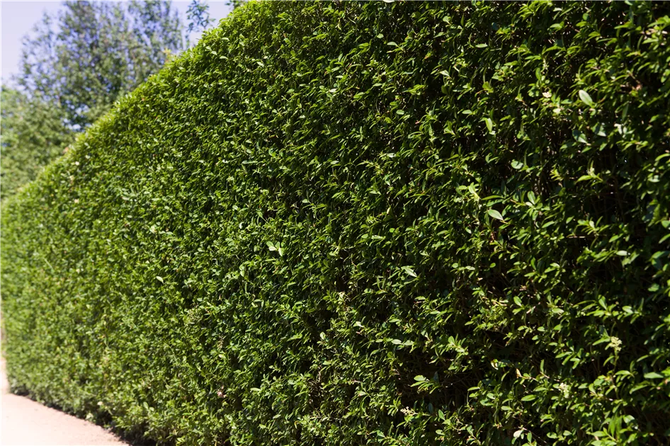 Ligustrum ovalifolium Pflanze, Pflege & Tipps  Floragard