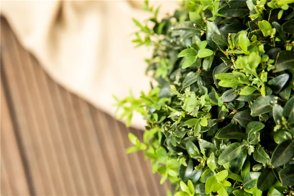 Ligustrum ovalifolium Pflanze, Pflege & Tipps  Floragard