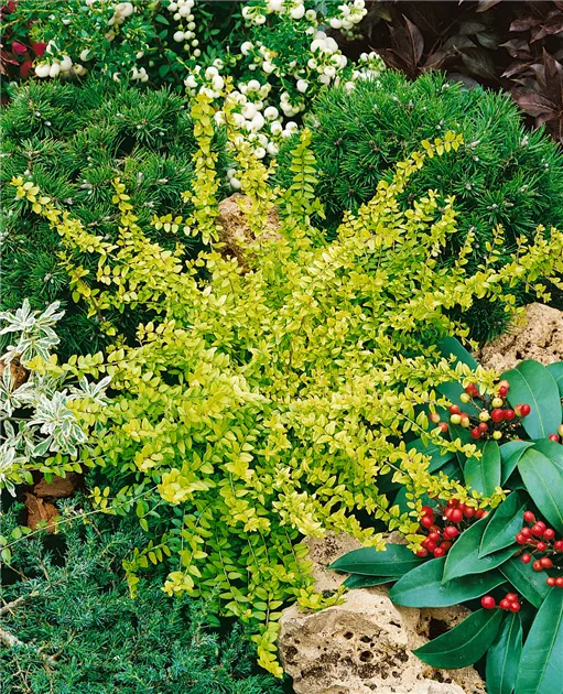 Heckenmyrthe 'Baggesens Gold' Pflanze, Pflege & Tipps  Floragard