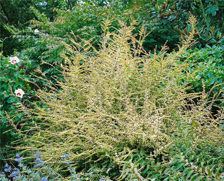 Heckenmyrthe 'Baggesens Gold' Pflanze, Pflege & Tipps  Floragard