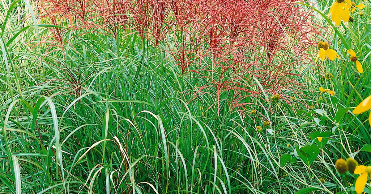 Garten Chinaschilf Red Chief Pflanze Pflege Tipps Floragard