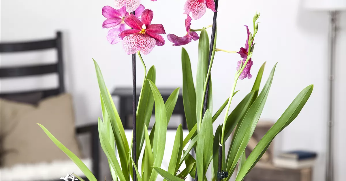 Cambria Orchidee Pflege
