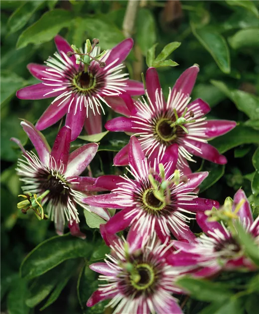 Passiflora alata Pflanze, Pflege & Tipps  Floragard