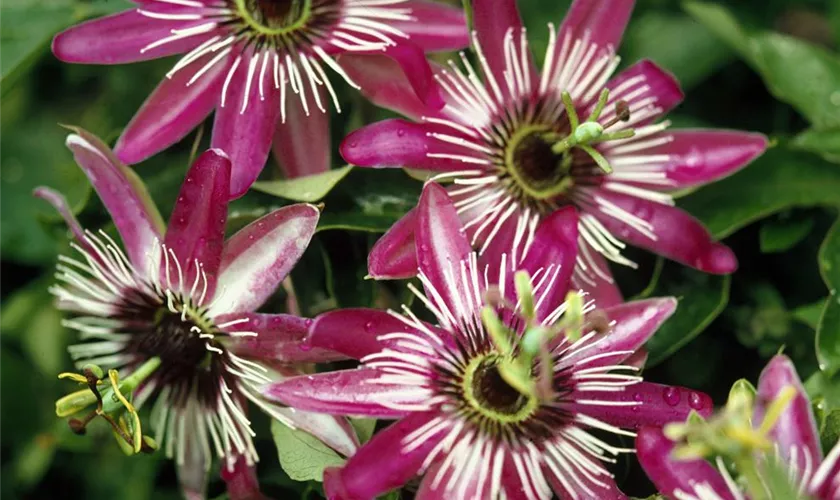 Peru-Passionsblume