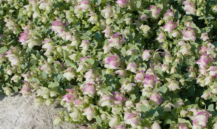 Origanum rotundifolium
