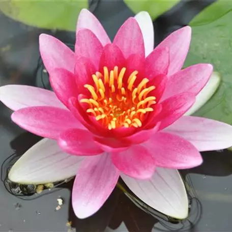 Garten-Seerose 'Attraction'