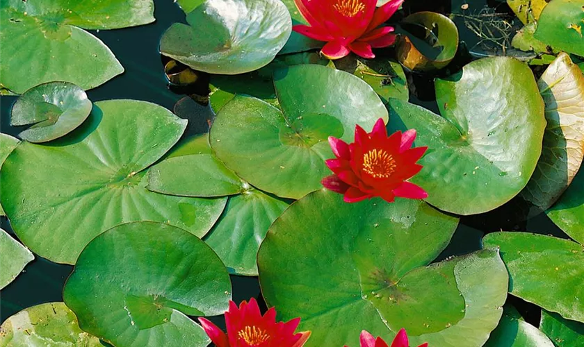 Nymphaea 'Black Princess'
