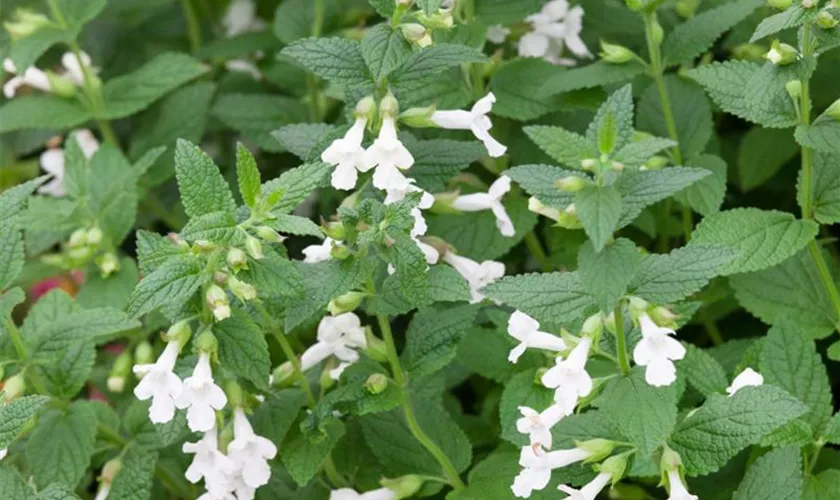 Melittis melissophyllum 'Alba'