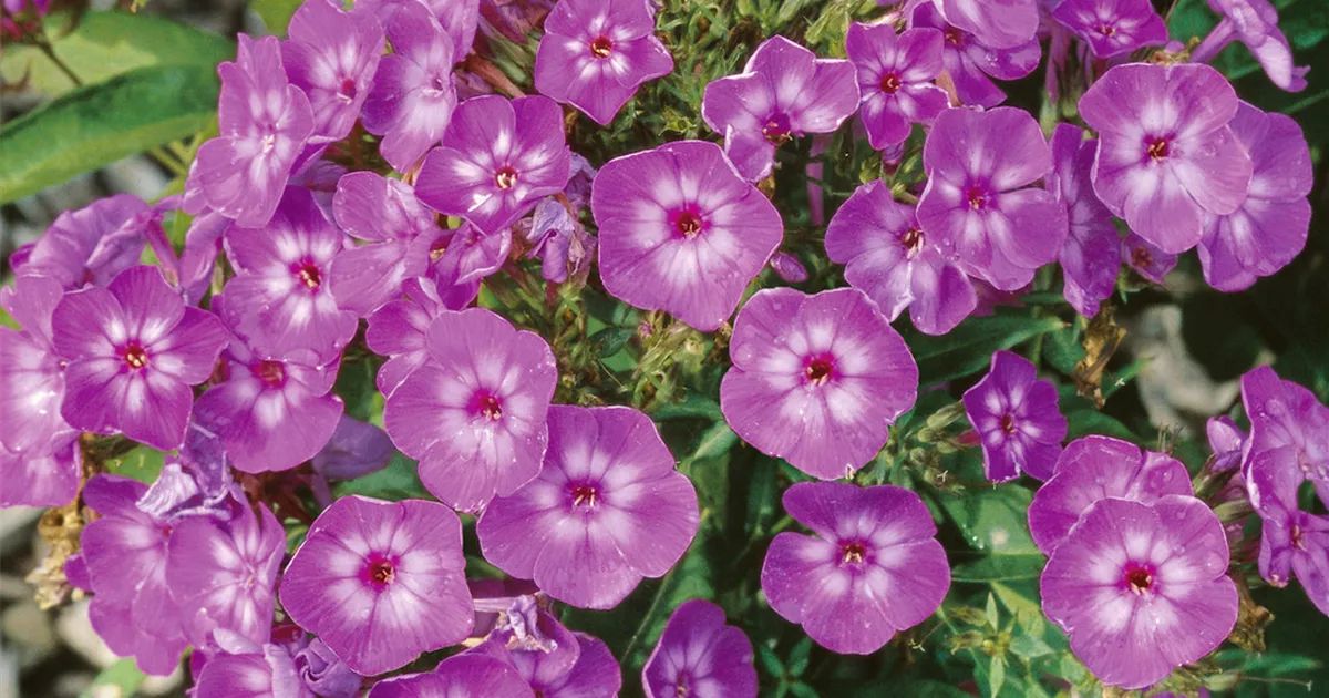 Hohe GartenFlammenblume 'Velvet Flame' Pflanze, Pflege & Tipps Floragard