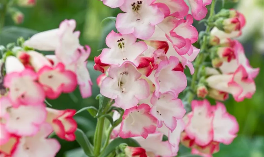 Penstemon hartwegii 'Arabesque Pink'