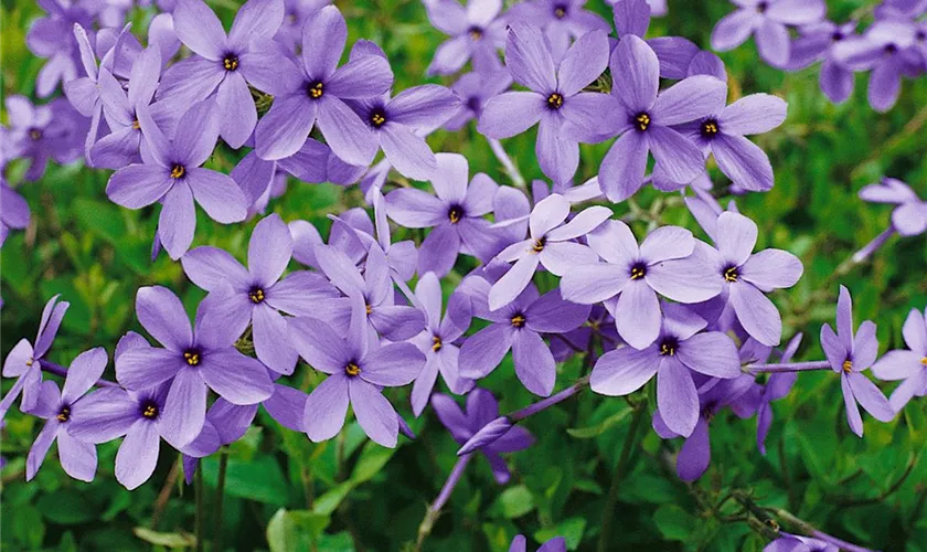 Wander-Phlox 'Blue Ridge'
