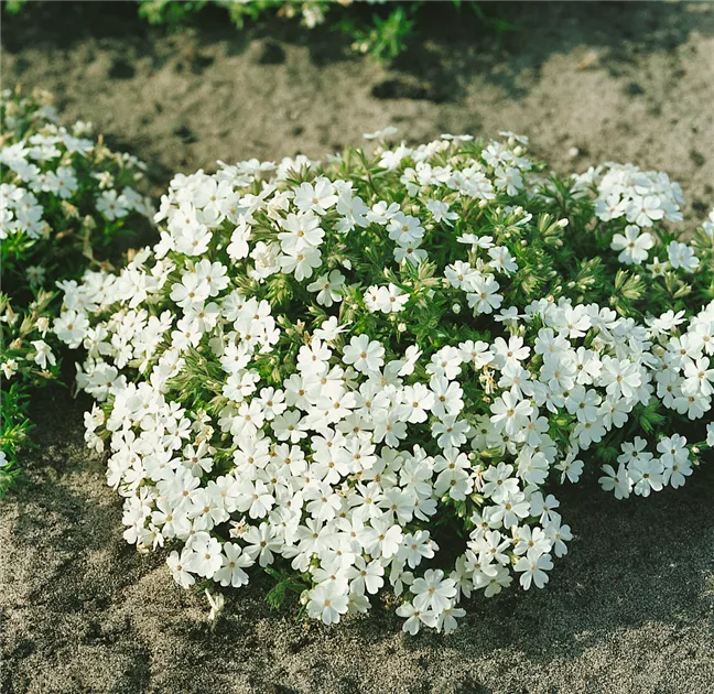 Kriechender Phlox 'Alba' Pflanze, Pflege & Tipps  Floragard
