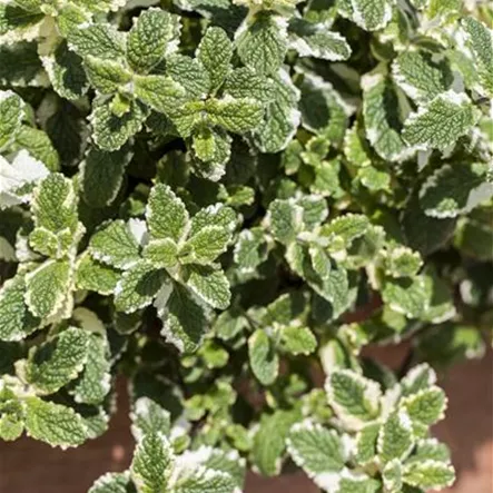 Acker-Minze Acker-Minze