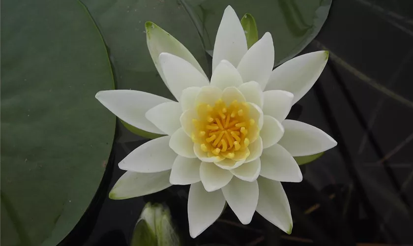 Nymphaea 'Gladstoniana'