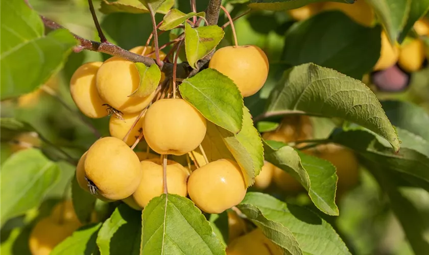 Zierapfel 'Wintergold'