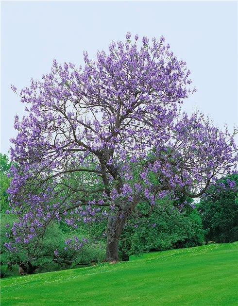 Paulownia fortunei 'Fast Blue' Pflanze, Pflege & Tipps  Floragard