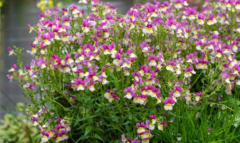Nemesia Fairy Kisses™