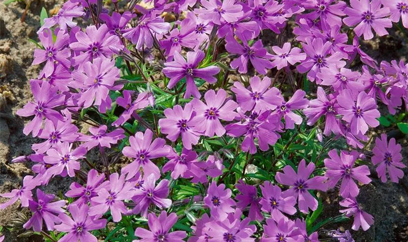 Phlox subulata 'Purple Beauty'